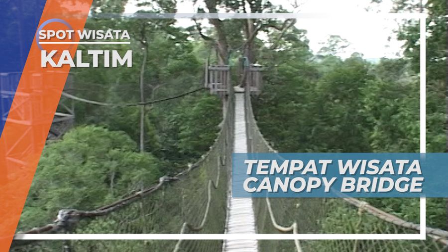 Menikmati Pemandangan Hutan Dari Ketinggian, Bukit Bangkirai Kalimantan Timur
