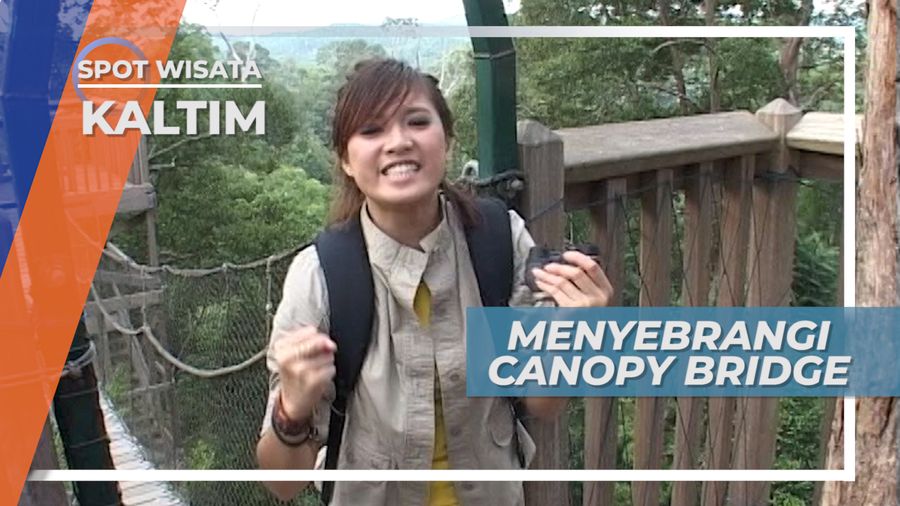 Menjelajah Hutan Lewat Jembatan Canopy Bridge, Kalimantan Timur