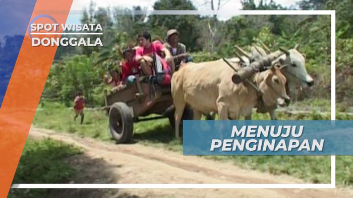 Mengendarai Gerobak Sapi Menuju Penginapan Donggala Sulawesi Tengah