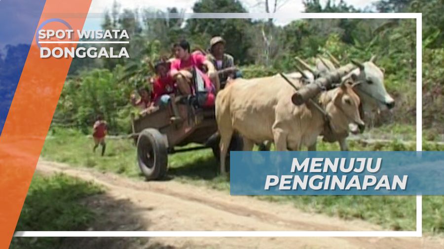 Mengendarai Gerobak Sapi Menuju Penginapan Donggala Sulawesi Tengah