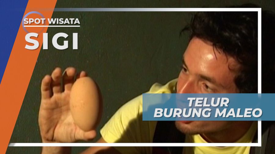 Maleo Si Burung Kecil Bertelur Besar Dusun Saluki Sigi Sulawesi Tengah