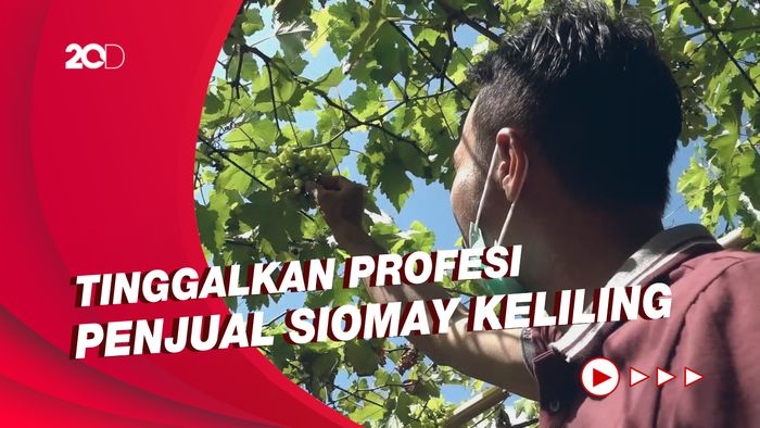Cerita Warga Polman, Sukses Budi Daya Anggur di Masa Pandemi