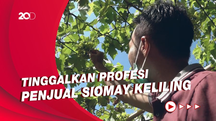 Cerita Warga Polman, Sukses Budi Daya Anggur di Masa Pandemi