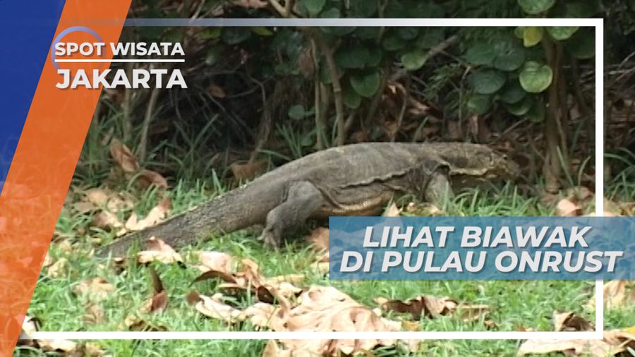 Bertemu Biawak, Si Kadal Besar di Pulau Onrust Kepulauan Seribu Jakarta