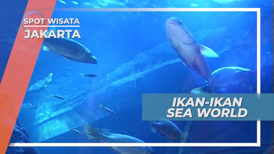 Melihat Langsung Kehidupan Bawah Laut Dari Balik Kaca, Jakarta