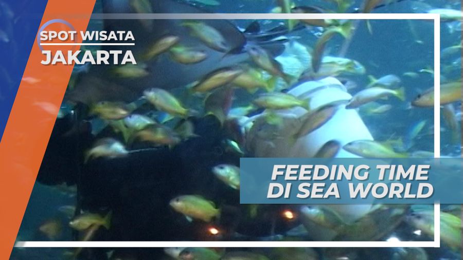 Menengok Penyelam Memberi Makan Ikan di Sea World Jakarta