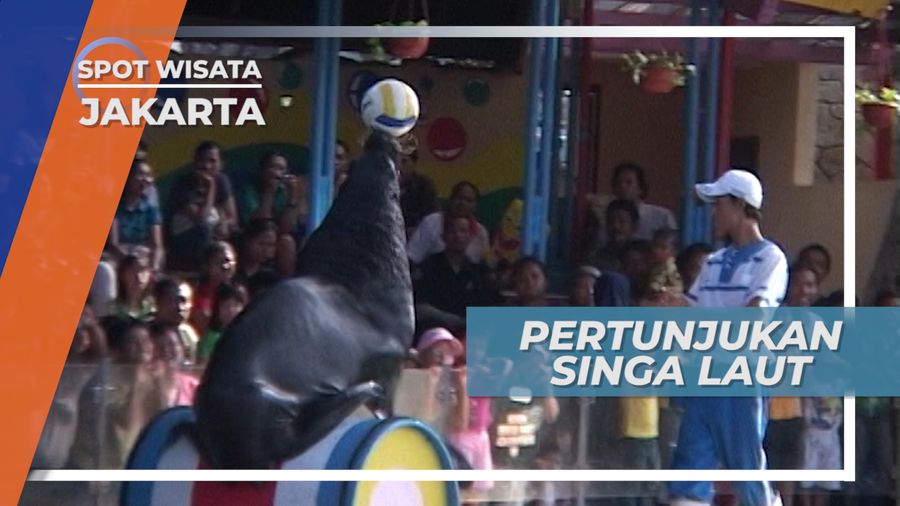 Pertunjukan Singa Laut yang Menggemaskan di Jakarta