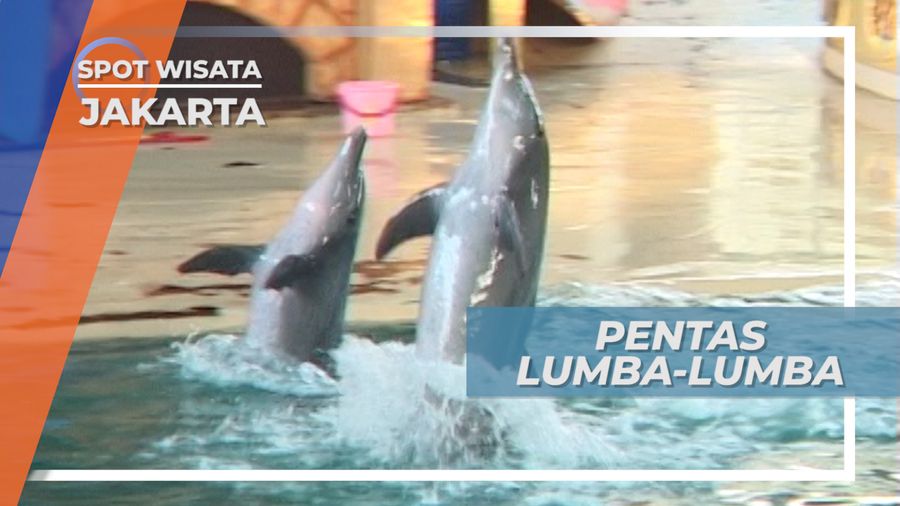 Menikmati Pertunjukan Si Pintar Lumba-lumba, Jakarta