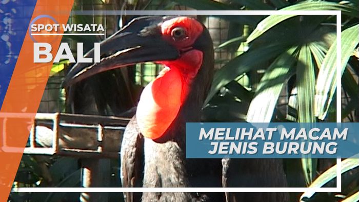 Aneka Jenis Burung Taman Burung Bali