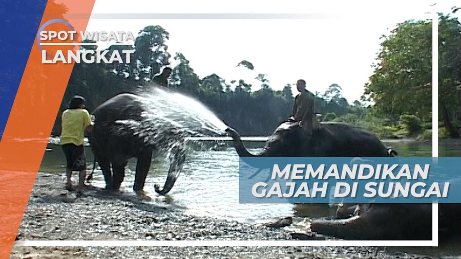 Memandikan Eva di Sungai Tangkahan, Si Gajah Cantik dari Langkat Sumatera Utara