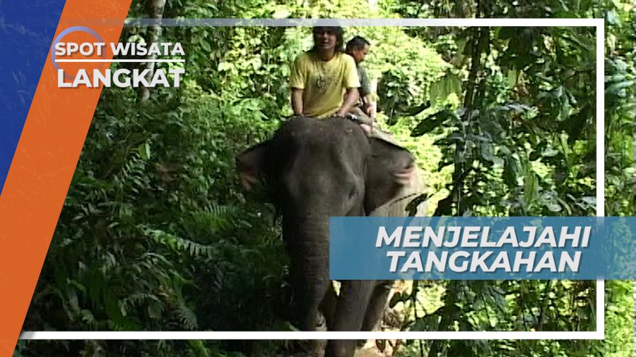 Menunggang Gajah Menaiki Bukit, Menjelajahi Tangkahan Langkat Sumatera Utara