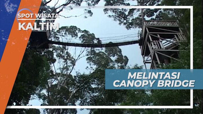 Canopy Bridge Hutan Bangkirai, Sensasi Ketinggian Pohon Raksasa di Samboja Kalimantan Timur 