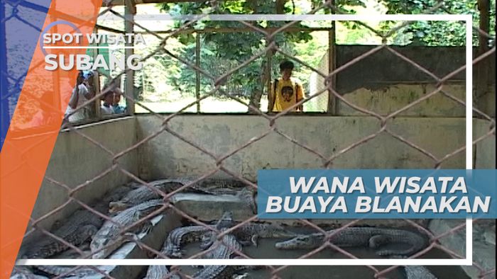 Wana Wisata Buaya Blanakan Subang Jawa Barat