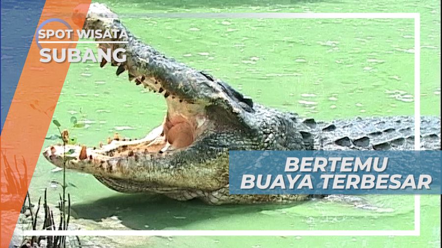 Foto Bersama Si Baron Blanakan, Buaya Muara Terbesar di Subang Jawa Barat