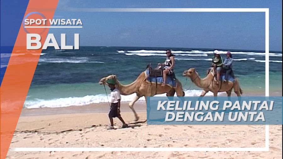 Susur Pantai Nusa Dua, Berkeliling di Atas Unta Bali