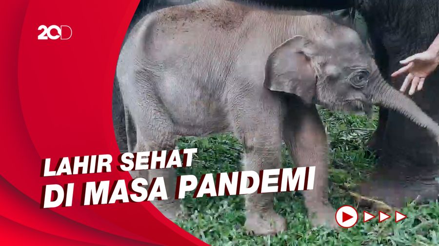 Dinamai oleh Sandiaga Uno, Ini Gajah Pulisia di Taman Safari
