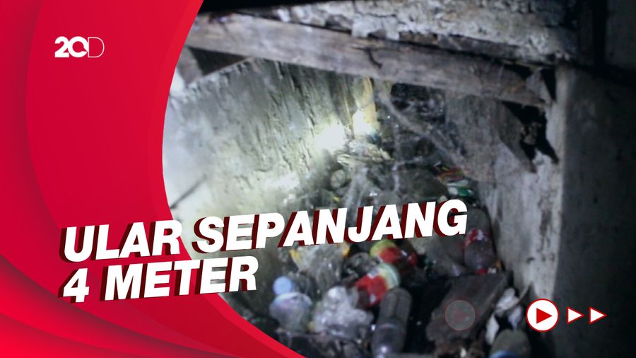Warga Buru Ular Piton yang Masuk Permukiman di Parepare