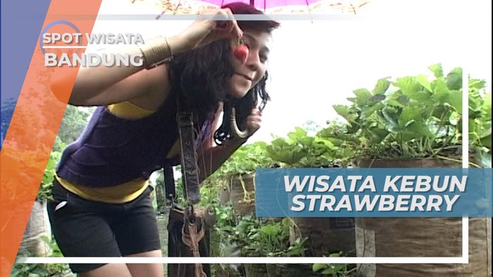 Menikmati Strawberry Langsung Dari Kebunnya, Bandung