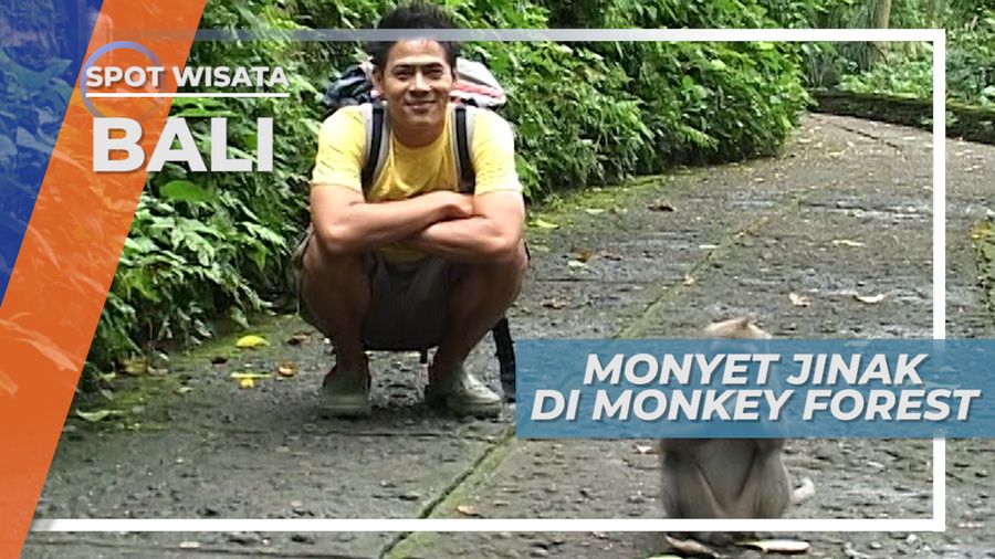 Melihat Tingkah Lucu Monyet-monyet di Monkey Forest Bali