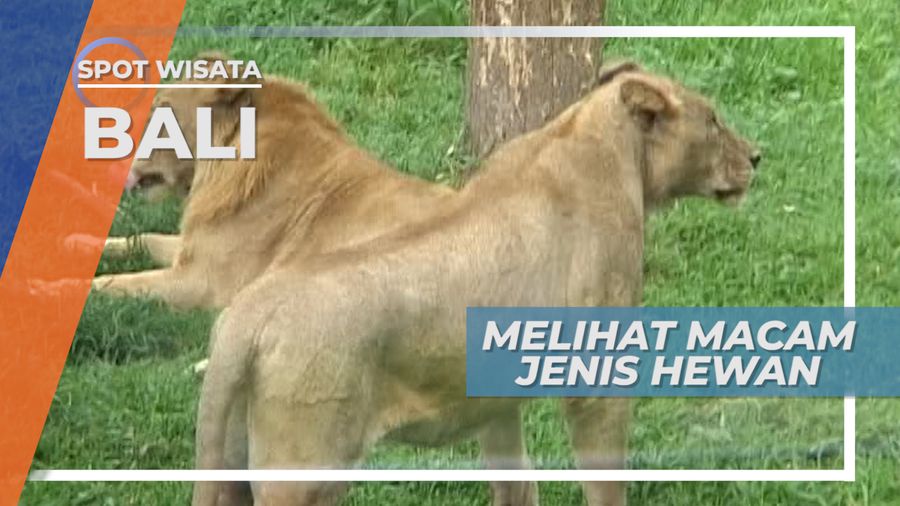 Bersafari Naik Mobil Melihat Tingkah Lucu Satwa di Bali