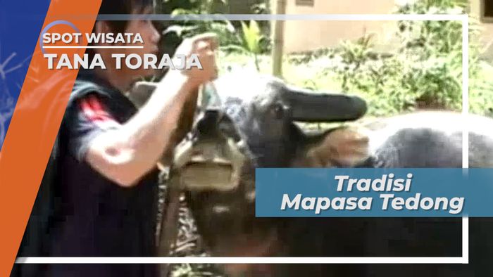 MaPasa Tedong, Tradisi Arak-Arakan Kerbau Kurban Rambu Solo di Tana Toraja Sulawesi Selatan  