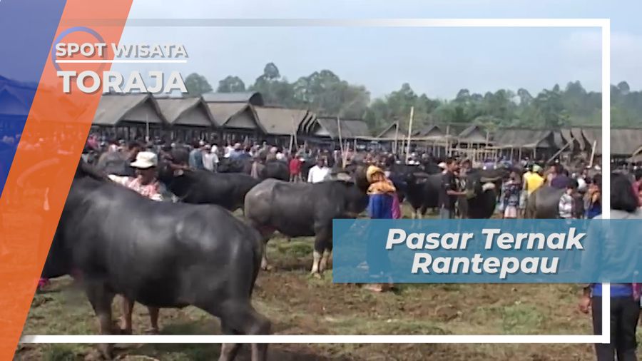 Tedong Bonga, Kerbau Belang di Pasar Ternak Rantepau Tana Toraja Sulawesi Selatan 