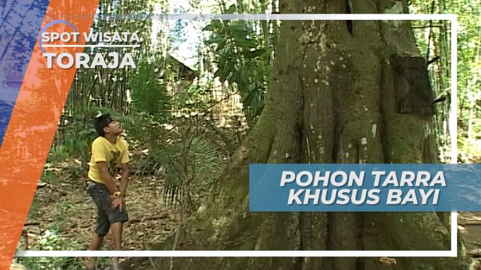 Pohon Tarra, Makam Khusus Bayi Toraja Sulawesi Selatan