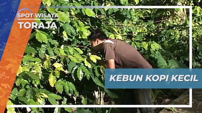 Kebun Kopi Arabika Desa Adat Sillanan di Tana Toraja Sulawesi Selatan  