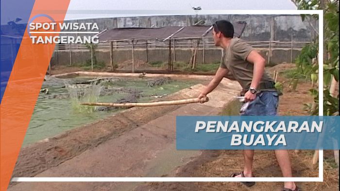 Penangkaran Buaya Tanjung Pasir, Melihat Buaya dari Dekat, Tangerang