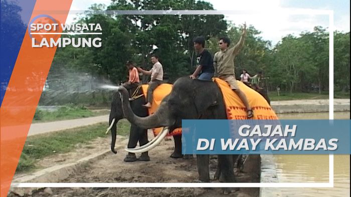 Taman Nasional Way Kambas, Tempat Gajah-gajah Terlatih, Lampung