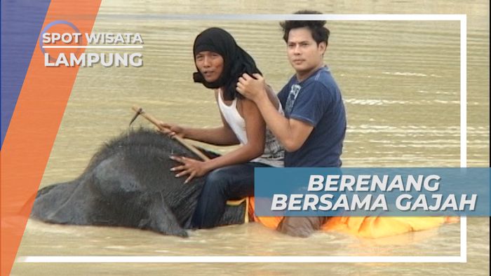 Berenang Bersama Gajah di Taman Nasional Way Kambas Lampung