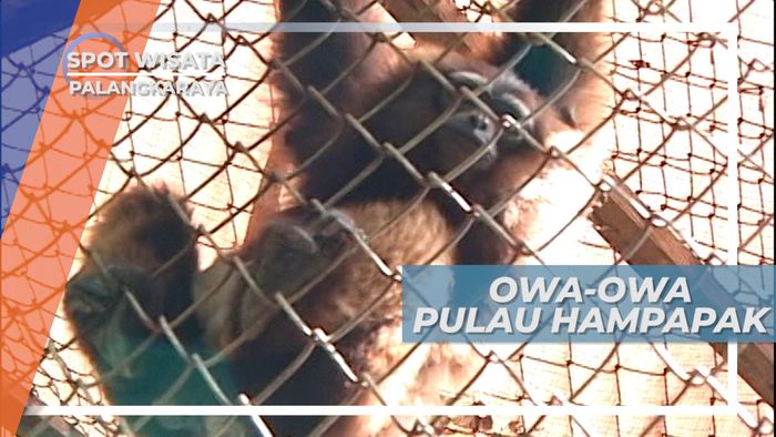 Pulau Hampapak Palangkaraya, Melihat Pusat Rehabilitasi Owa-owa