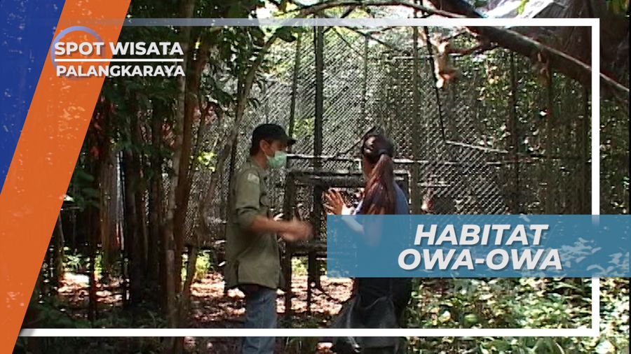Owa-owa Lebih Panjang Umur Ketika Hidup di Habitatnya, Palangkaraya
