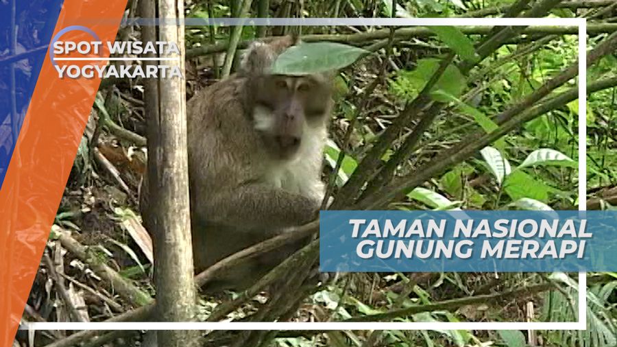 Monyet-Monyet Lucu Taman Nasional Gunung Merapi Yogyakarta 