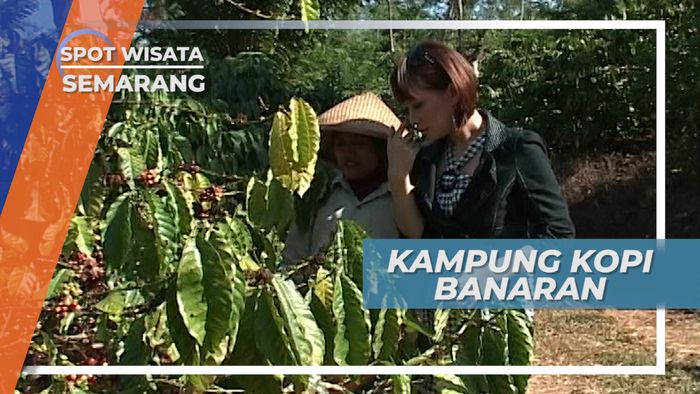Naik Kereta Wisata Berkeliling Kebun Kopi Banaran, Bawen Semarang