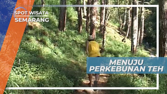 Mendaki Gunung Ungaran, Menuju Perkebunan Teh Promasan Semarang