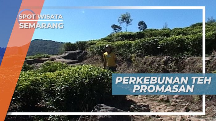 Menjelajah KebunTeh Di Perbatasan Kabupaten kendal dan Kabupaten Semarang