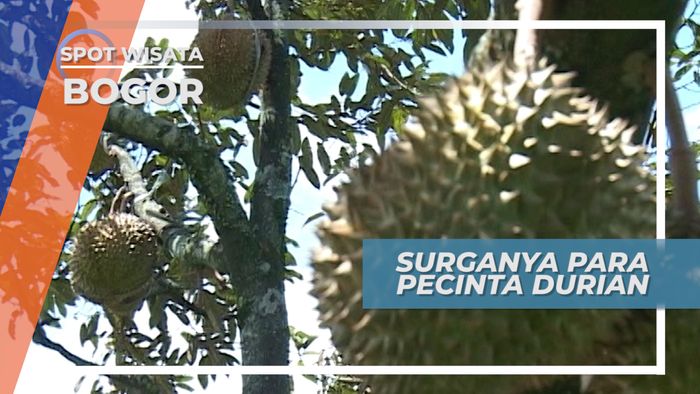 Mencicipi Durian Langsung dari Kebunnya, Bogor