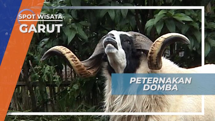 Peternakan Domba Garut Jawa Barat