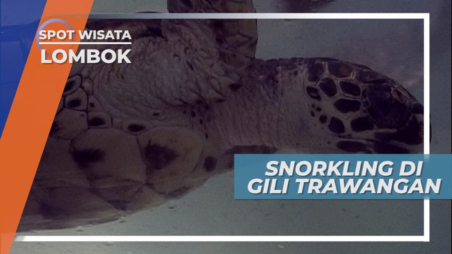 Snorkling Tepi Pantai Bertemu Sang Penyu Penghuni Gili Trawangan Lombok