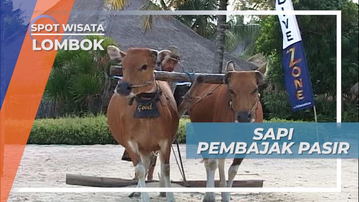 Sarapan Sehat Ditemani Sapi Pembajak Pasir Pantai Kuta Lombok