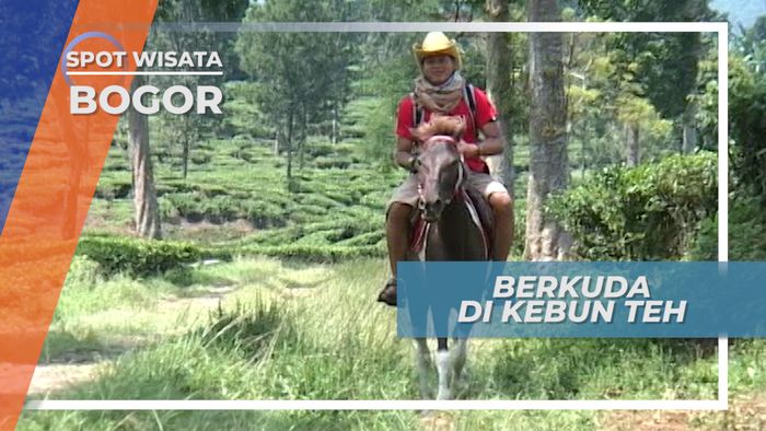 Serunya Berkuda di Area Perkebunan Teh, Bogor