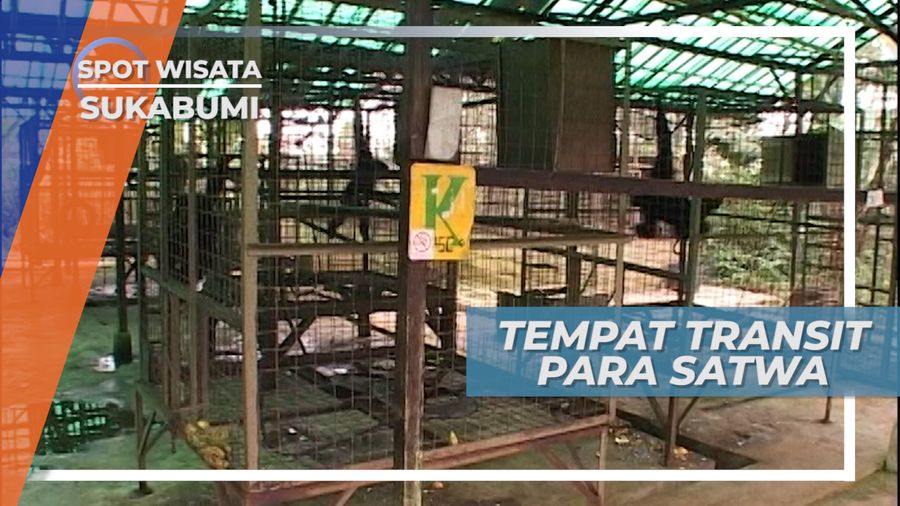 Disini Tempat Transit Satwa, Sebelum Dilepas ke Habitat Aslinya, Sukabumi 