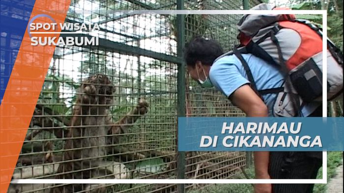 Berbagai Satwa Liar yang Ada di Pusat Penyelamatan Satwa, Sukabumi