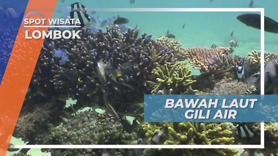 Indahnya Bawah Laut Gili Air yang Memukau, Lombok