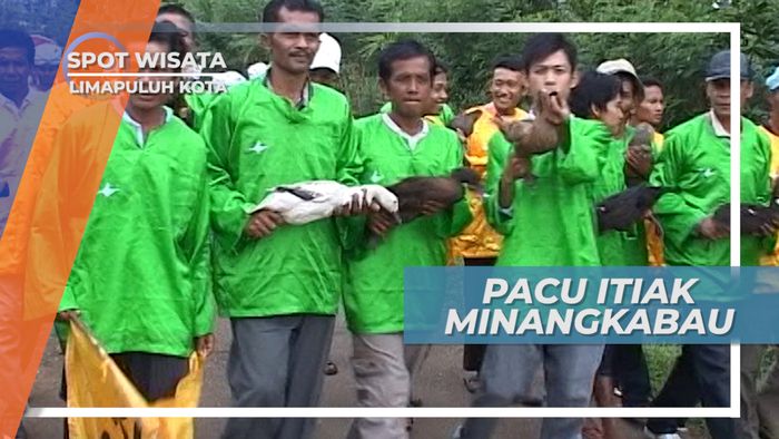 Pacu Itiak, Acara Tradisi Khas Minangkabau, Lima Puluh Kota