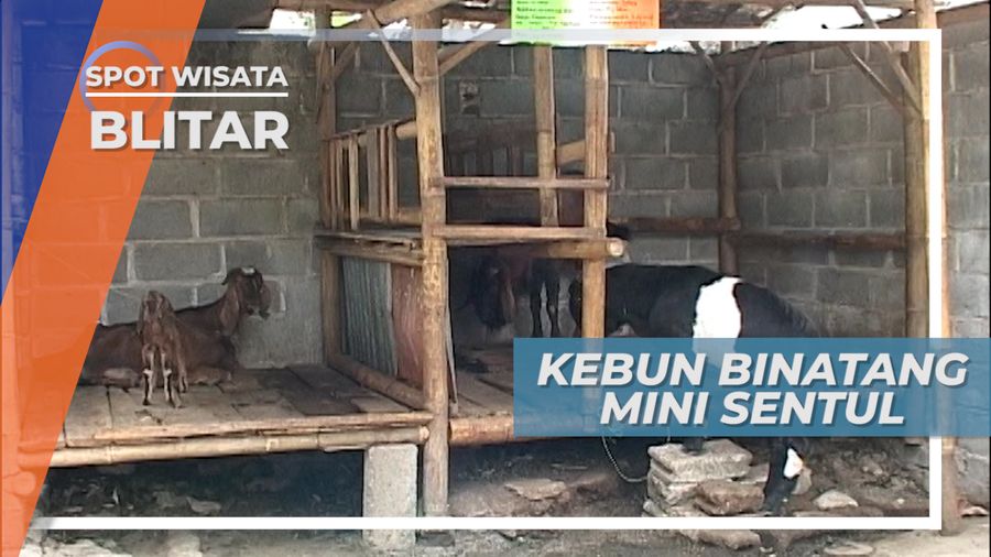 Berbagai Hewan Unik di Kebun Binatang Mini Sentul, Blitar
