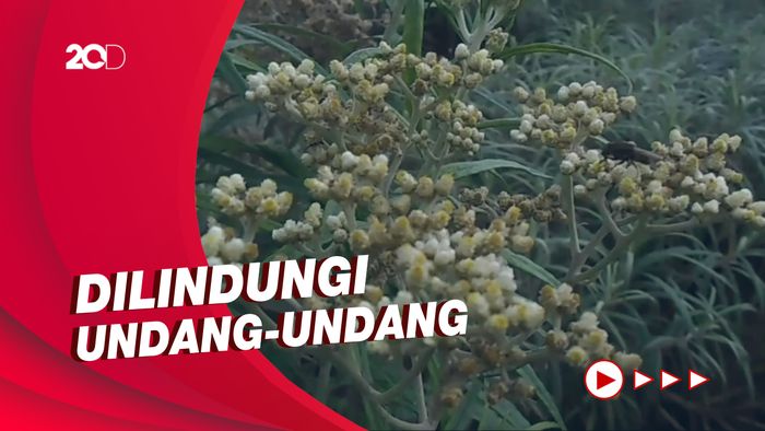 Fakta Bunga Edelweis yang Heboh Dibicarakan Gegara Atta-Aurel
