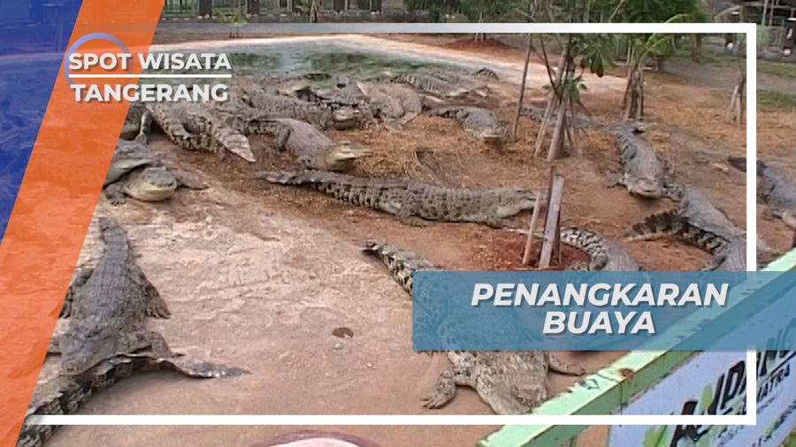 Berkunjung ke Penangkaran Buaya di Tangerang