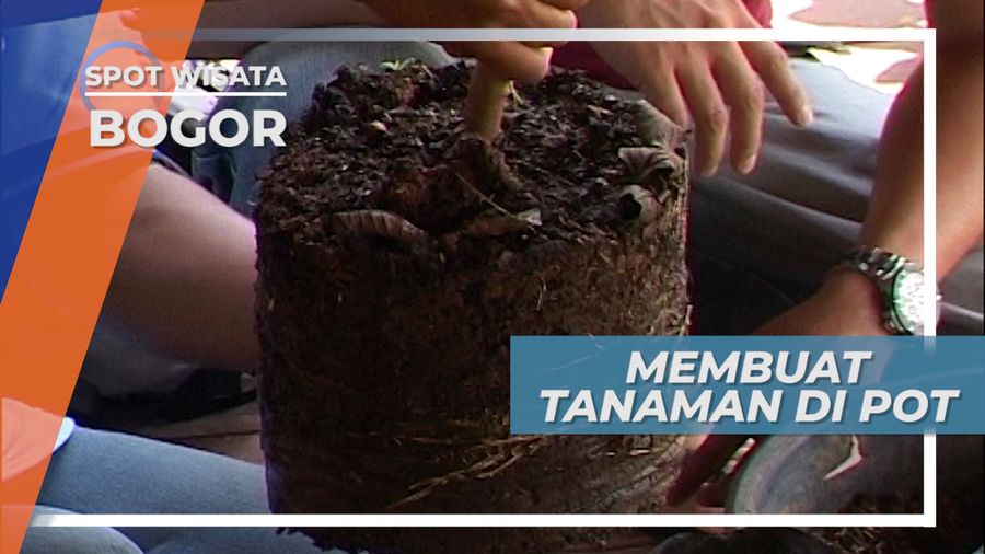 Belajar Menanam Buah Dalam Pot di Kebun Wisata Pasir Mukti, Bogor